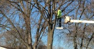 Neighborhood tree trimming continues