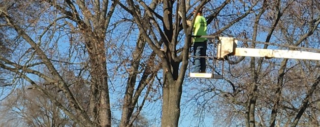 Neighborhood tree trimming continues