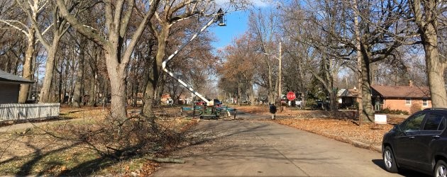 Annual tree trimming continues in TIFA District