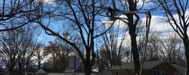 Annual tree trimming project continues in TIFA District