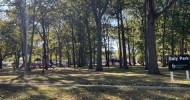 Tree maintenance helps keep Daly Park safe for all Tree maintenance helps keep Daly Park safe for all